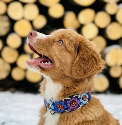 Figa — Law City office dog