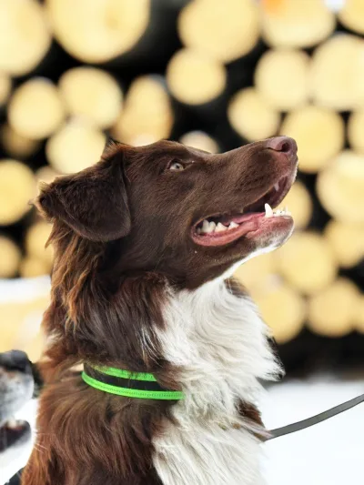 Melon — Law City office dog