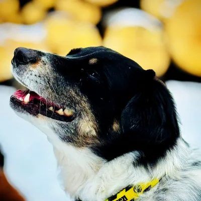 Olaf — Law City office dog